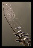 Spiders Web, Germany